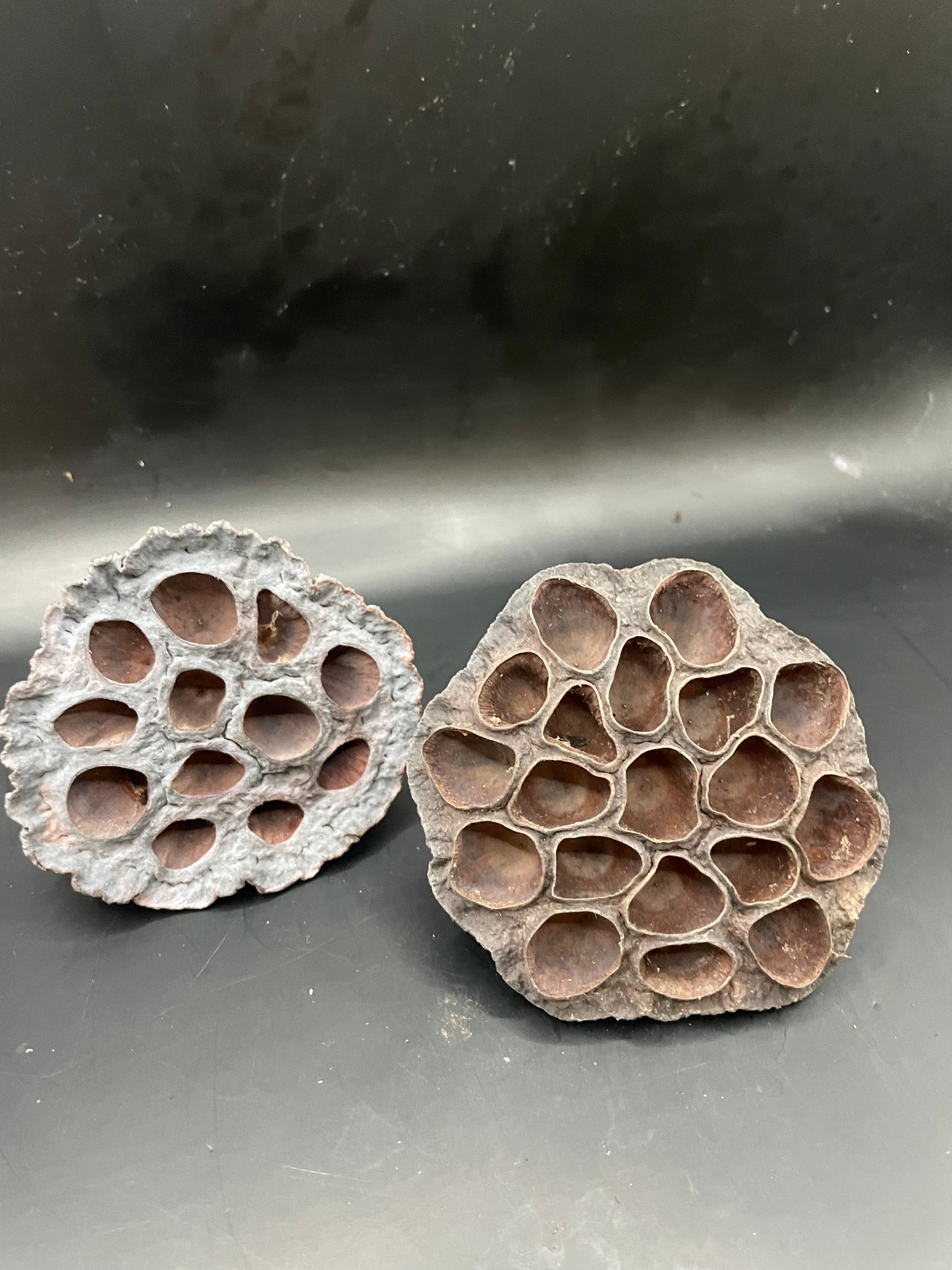 Lotus Pods