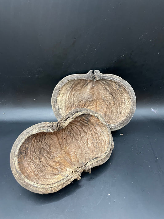 Thelambu Tree Pods