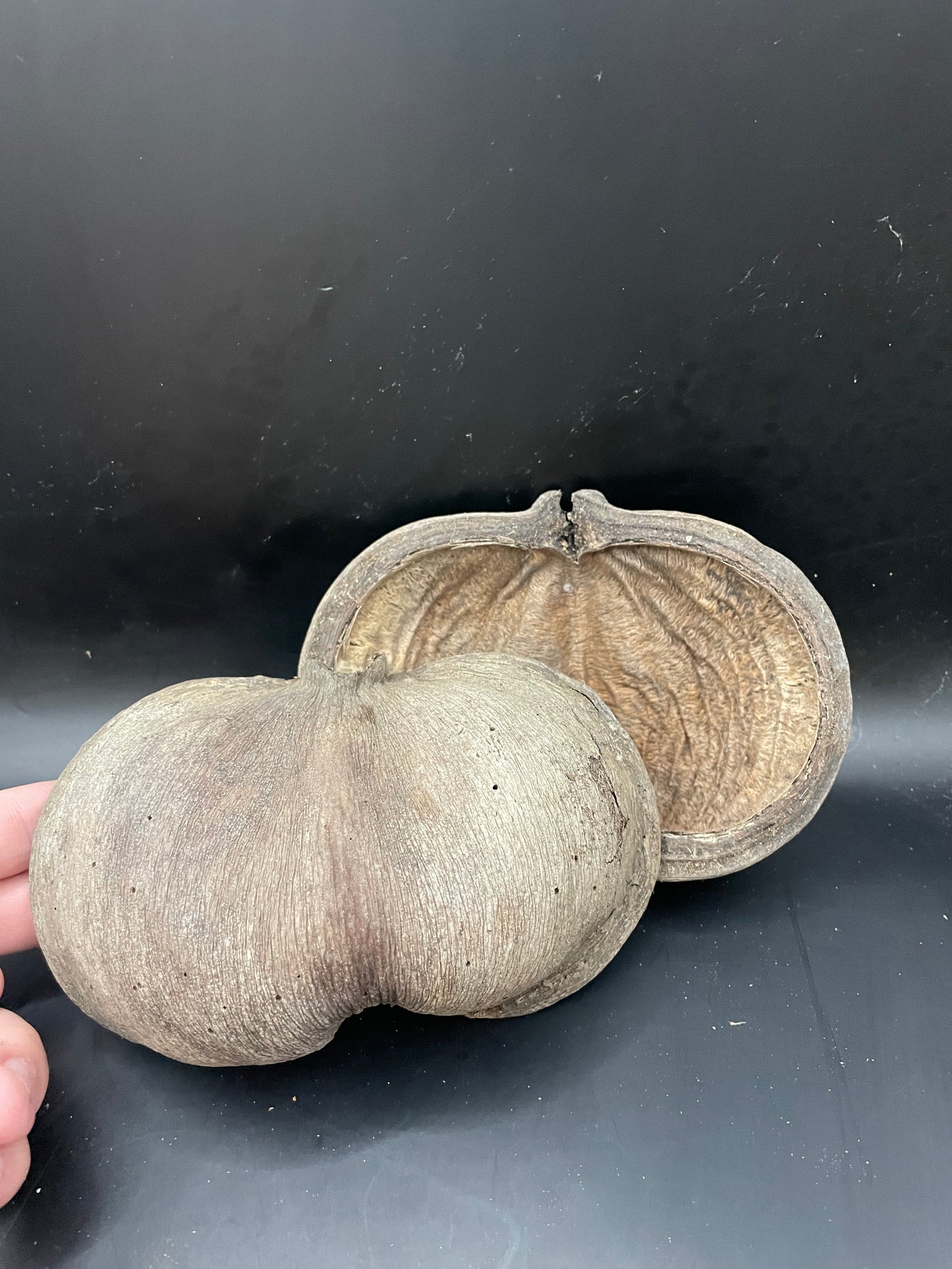 Thelambu Tree Pods