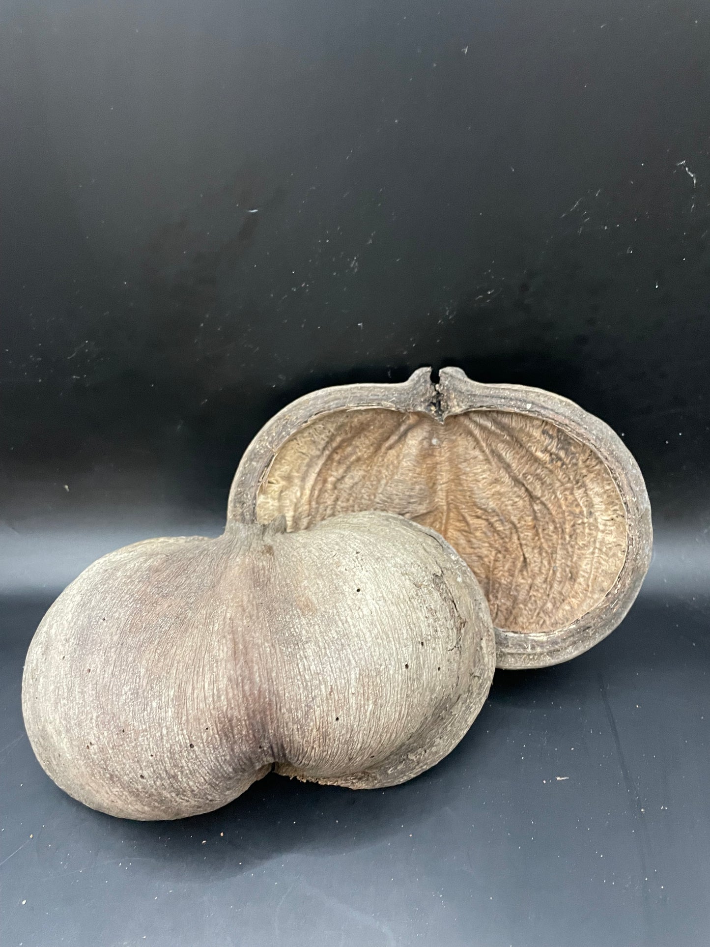 Thelambu Tree Pods
