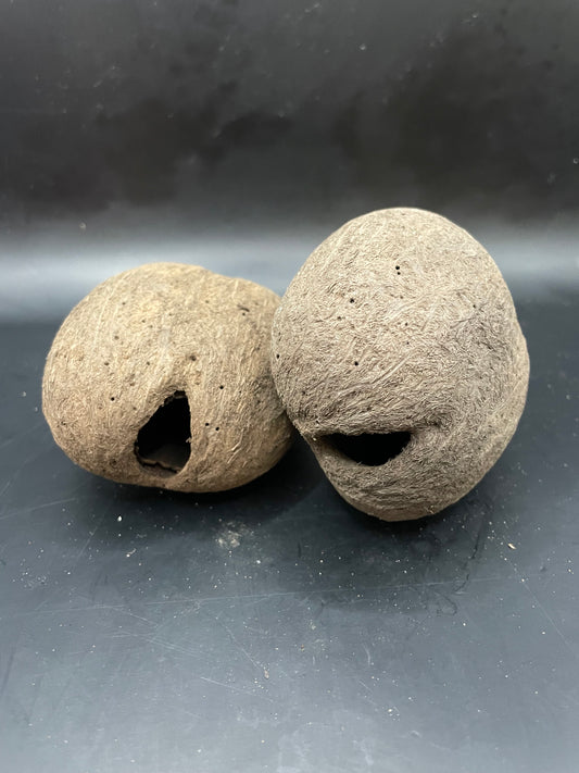Palmyrah Seeds