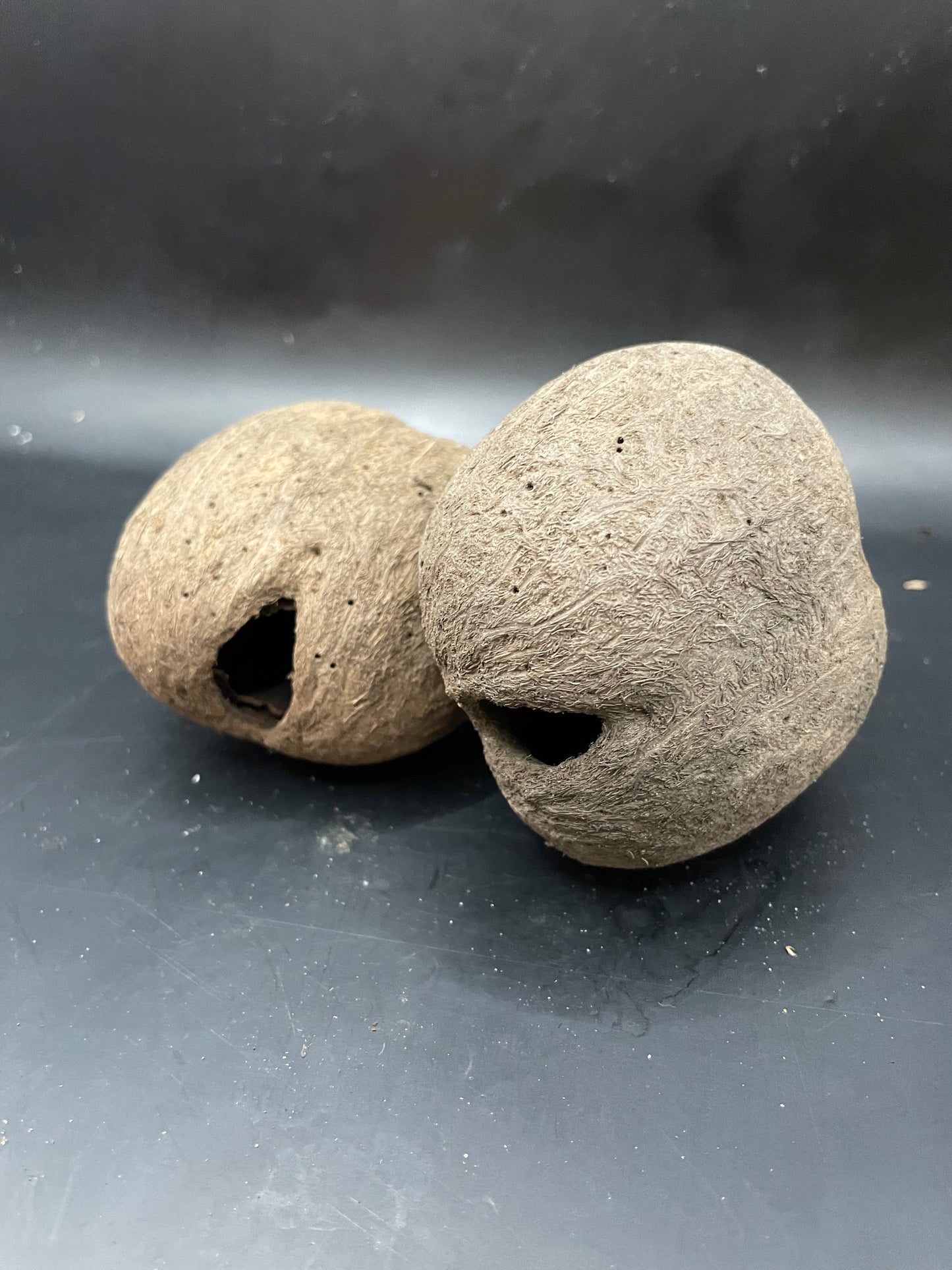 Palmyrah Seeds