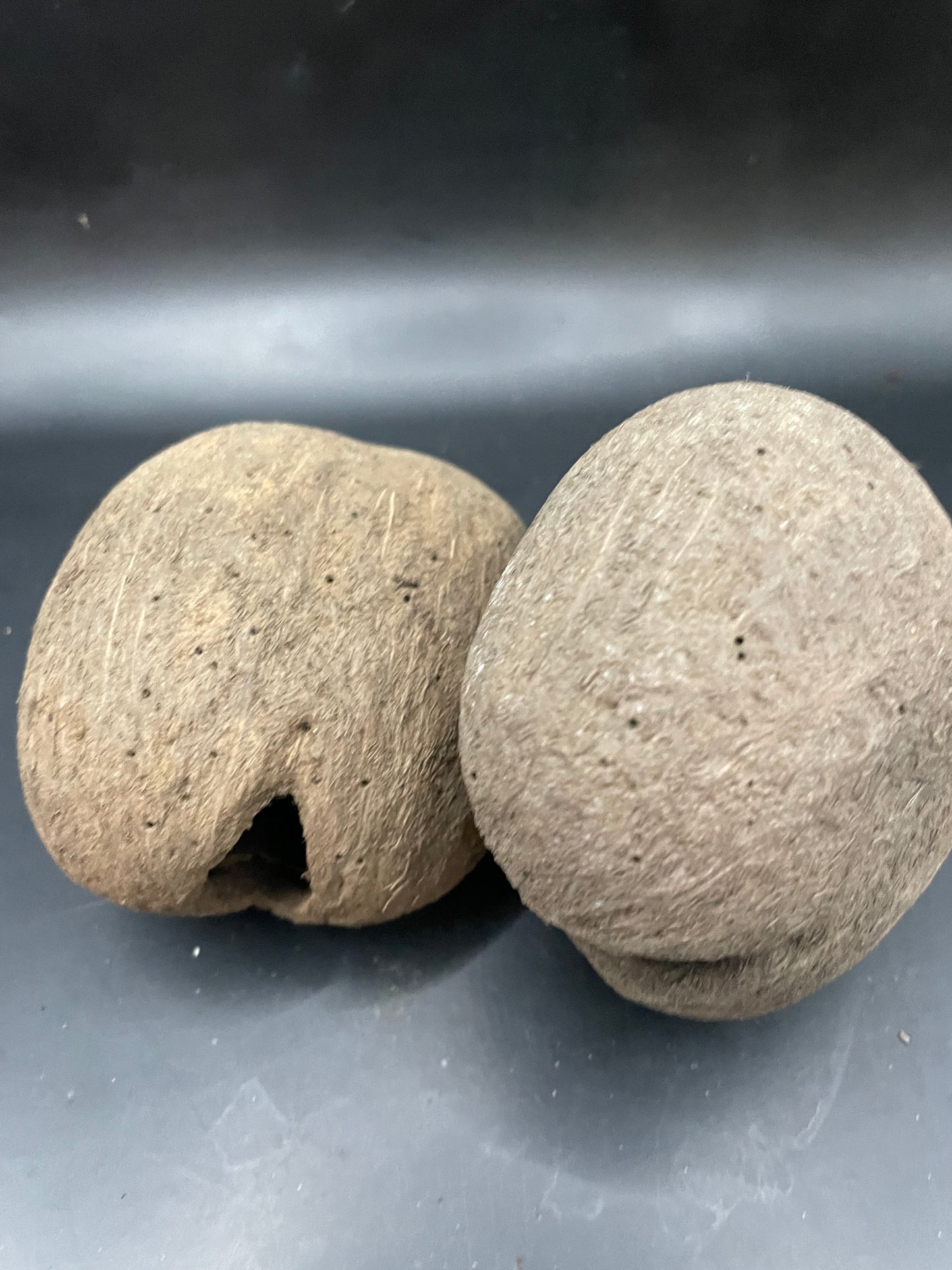 Palmyrah Seeds