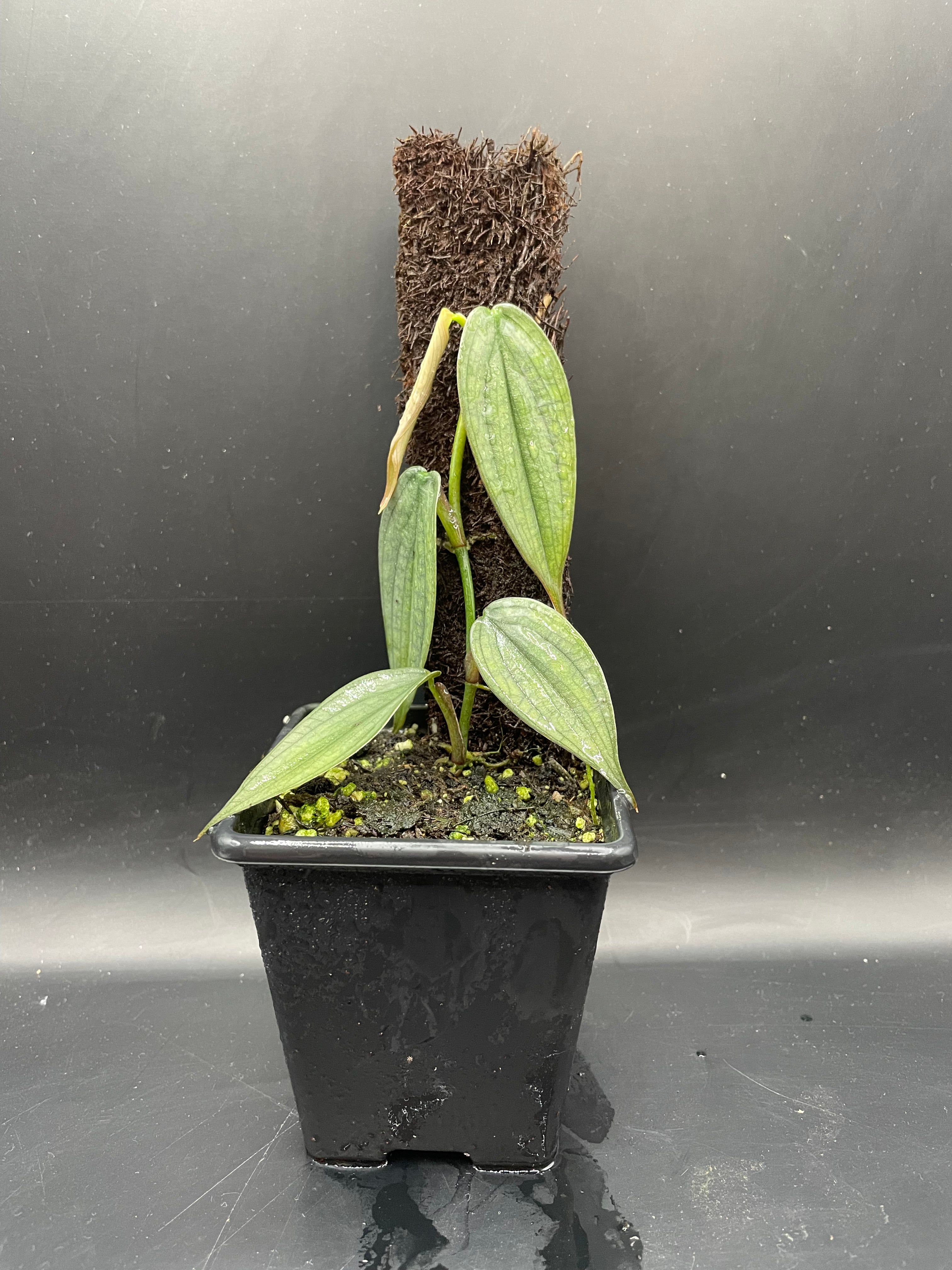philodendron burle marx fantasy Philodendron burle marx fantasy – Rare Tropicals