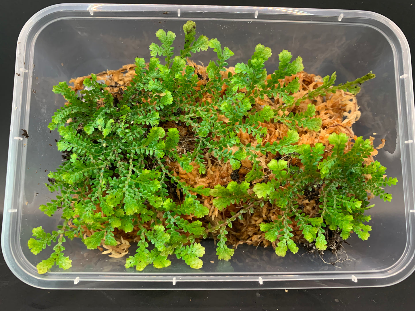 Selaginella uncinata (Peacock Moss)