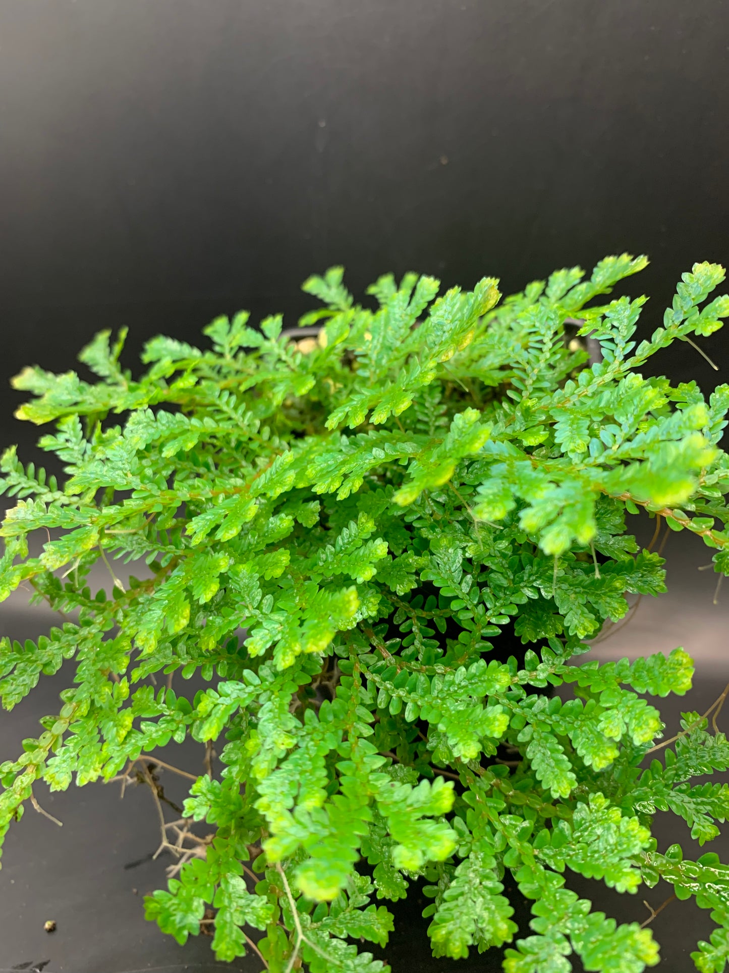 Selaginella uncinata (Peacock Moss)