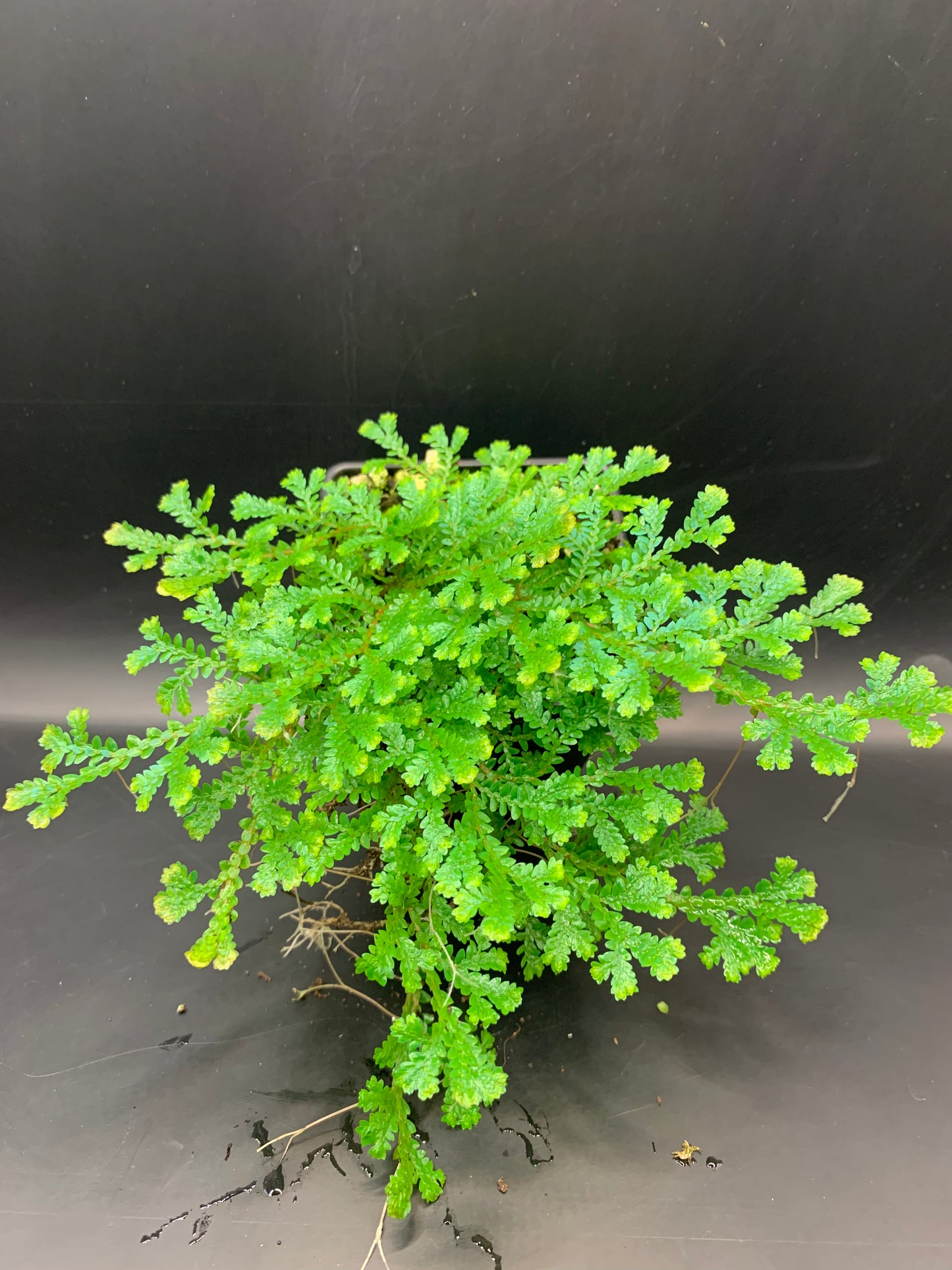 Selaginella uncinata (Peacock Moss)