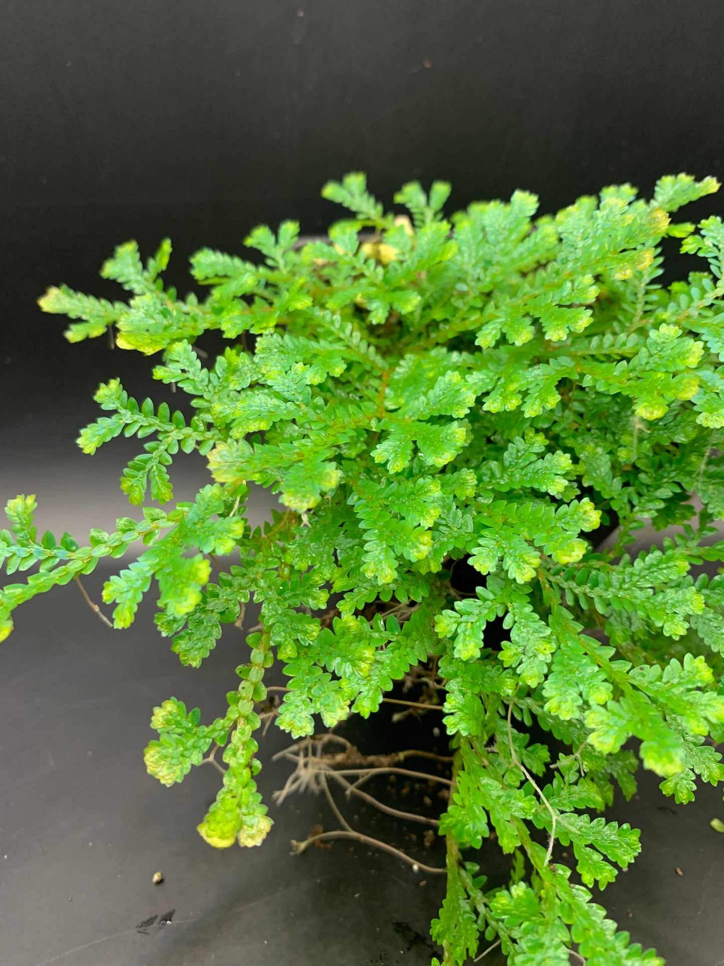 Selaginella uncinata (Peacock Moss)
