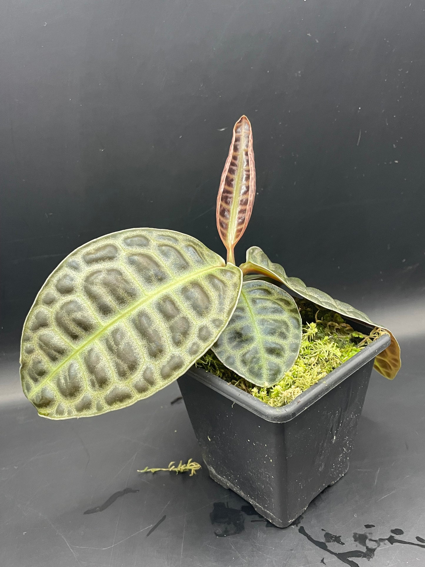 Labisia Turtle Back