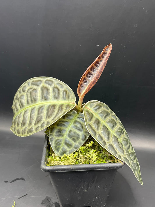 Labisia Turtle Back
