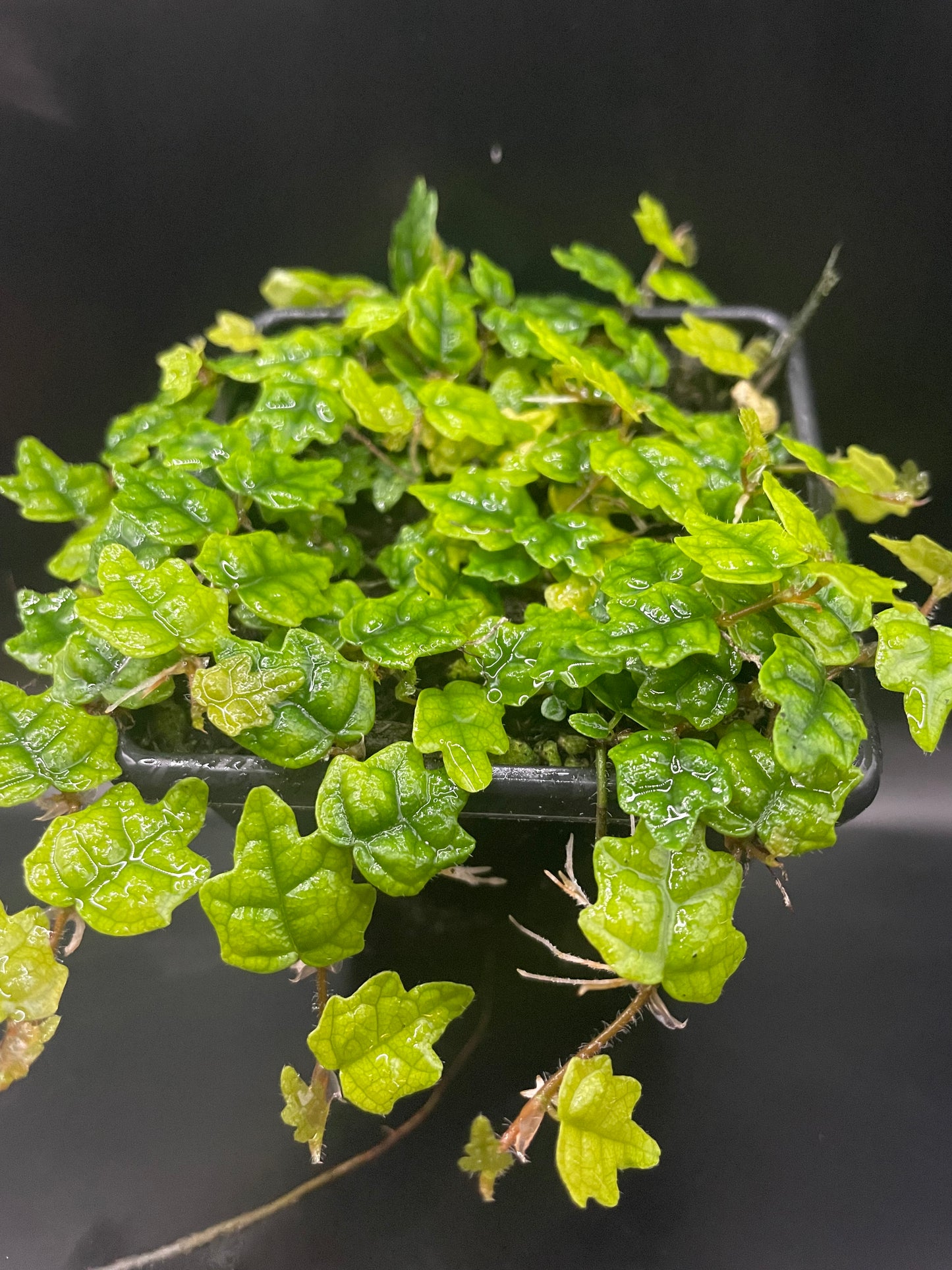 Ficus quercifolia (Oak Leaf Ficus)