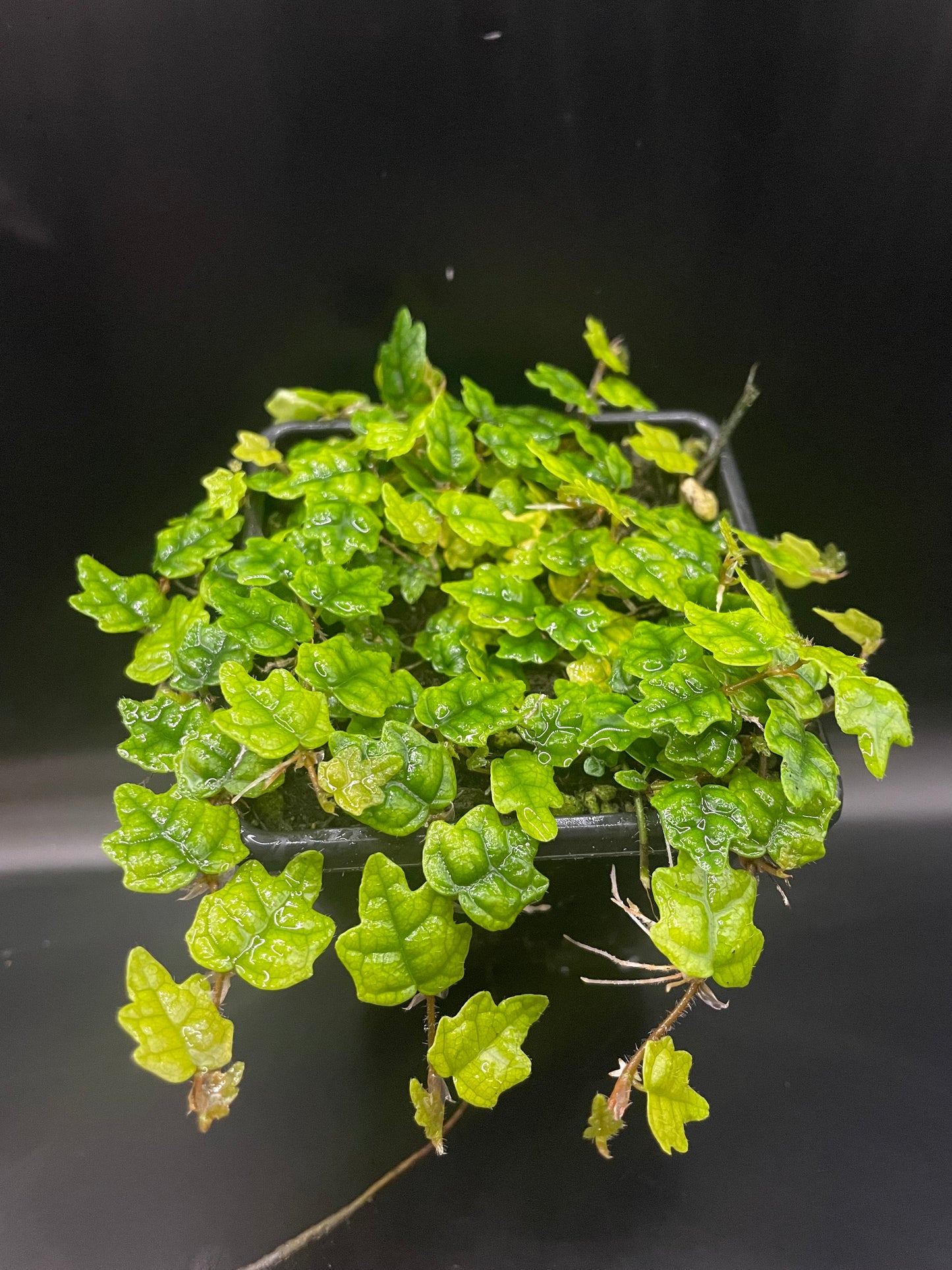 Ficus quercifolia (Oak Leaf Ficus)