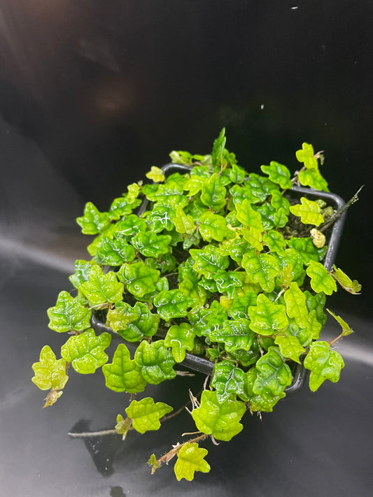 Ficus quercifolia (Oak Leaf Ficus)