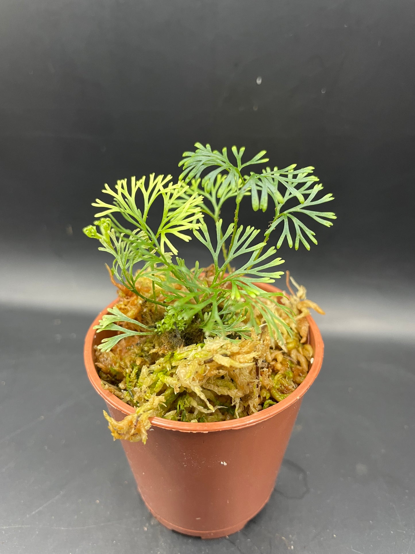 Elaphoglossum peltatum