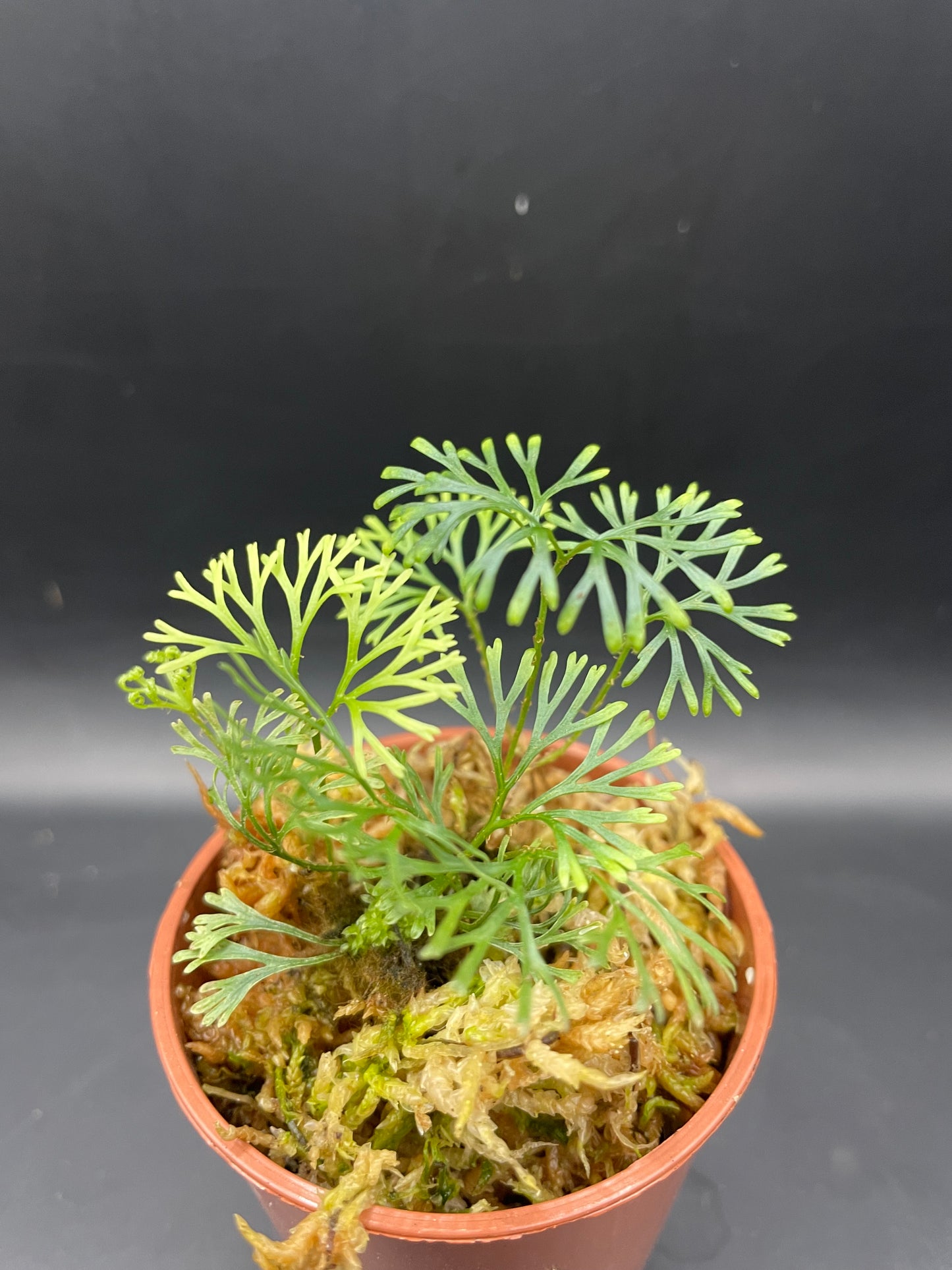 Elaphoglossum peltatum
