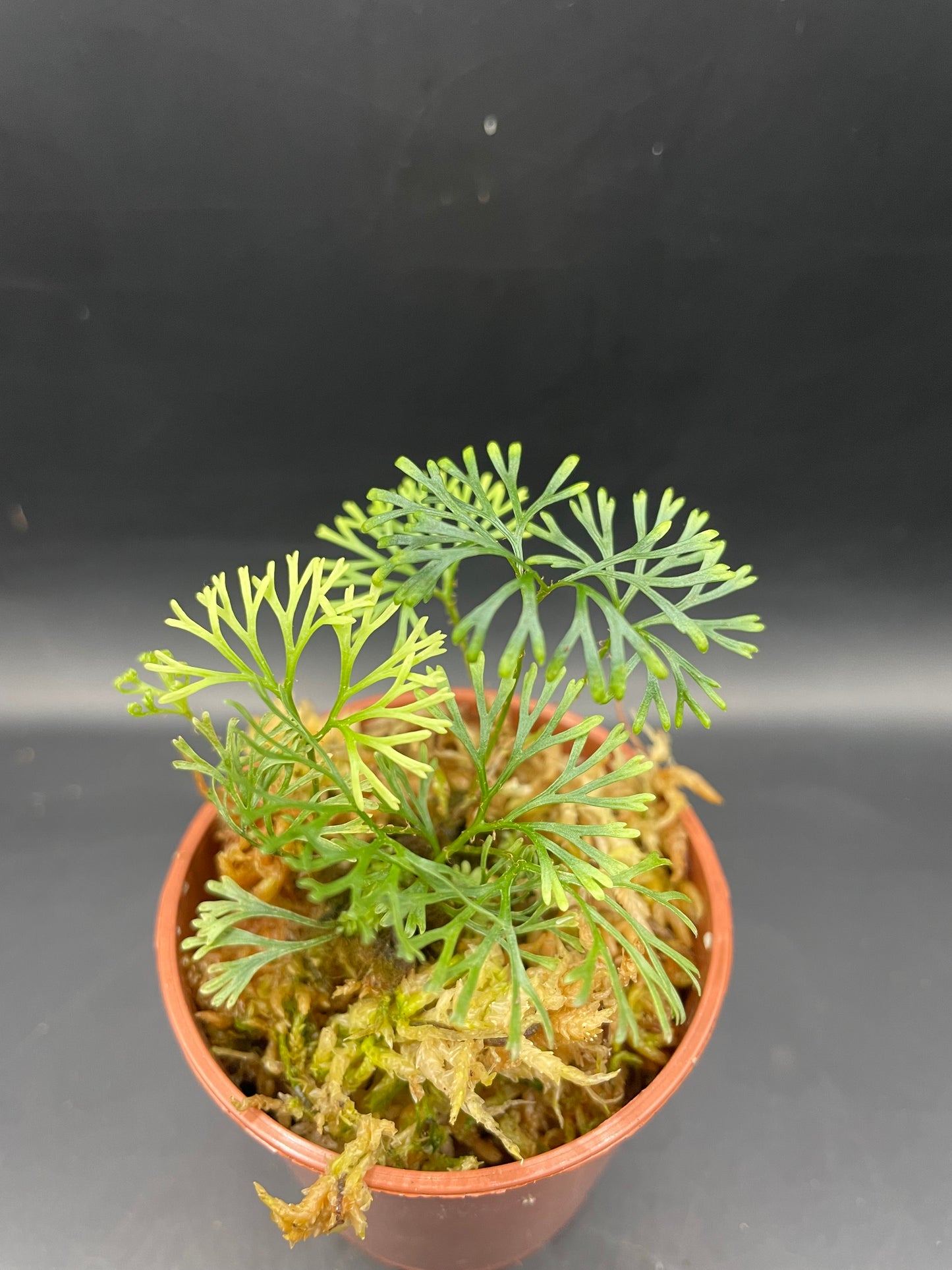 Elaphoglossum peltatum