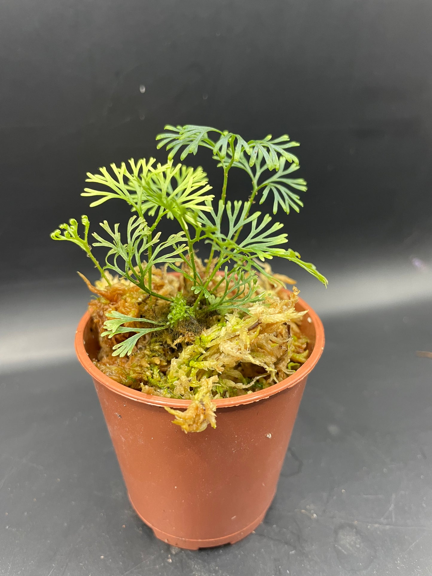 Elaphoglossum peltatum