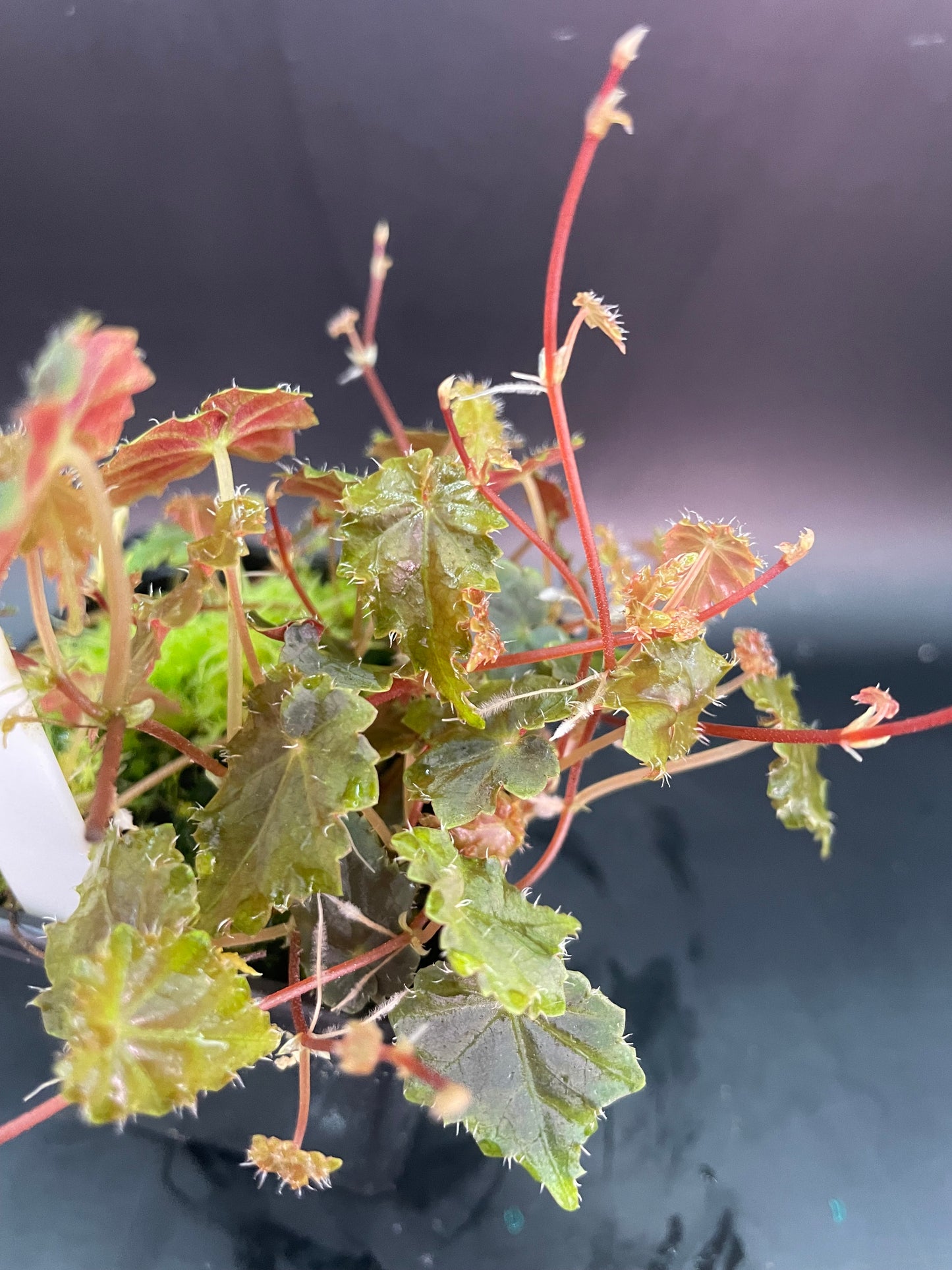 Begonia Lita