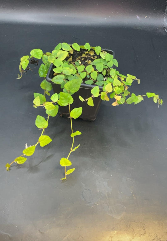 Ficus pumila var. minima