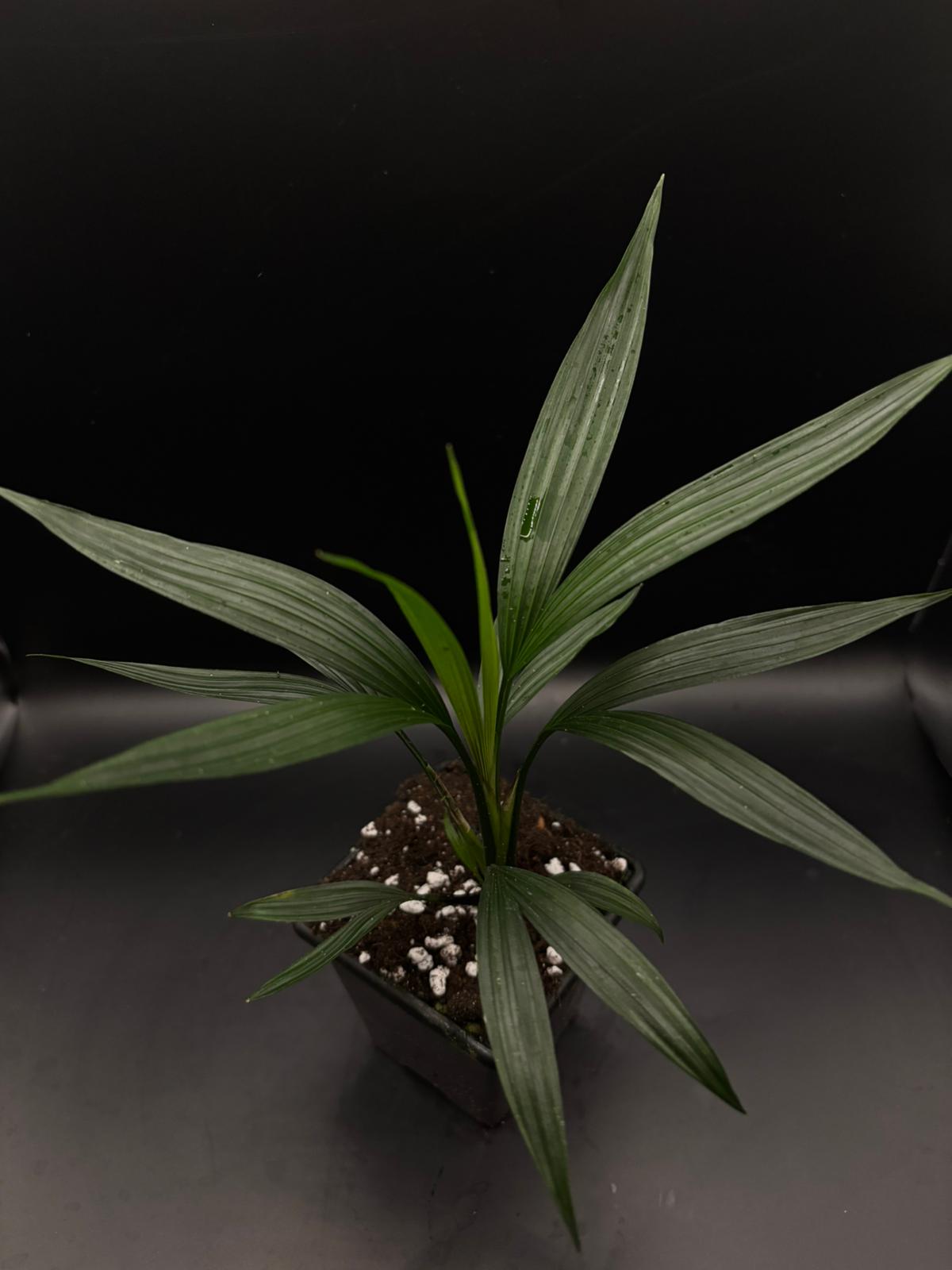 Dicranopygium stenophyllum