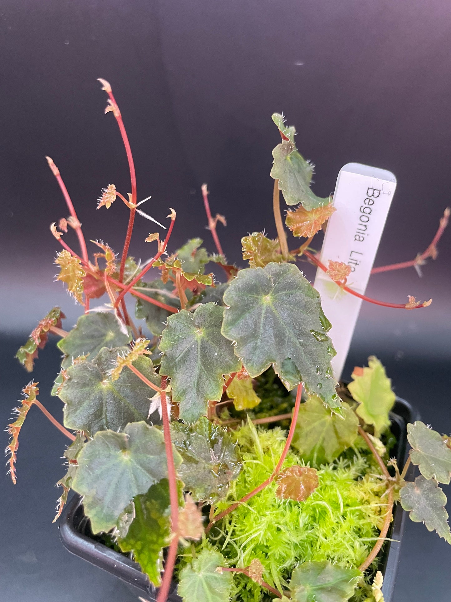 Begonia Lita