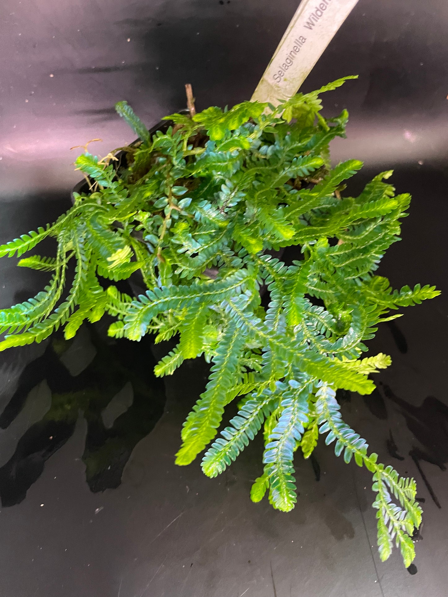 Selaginella Willdenowii