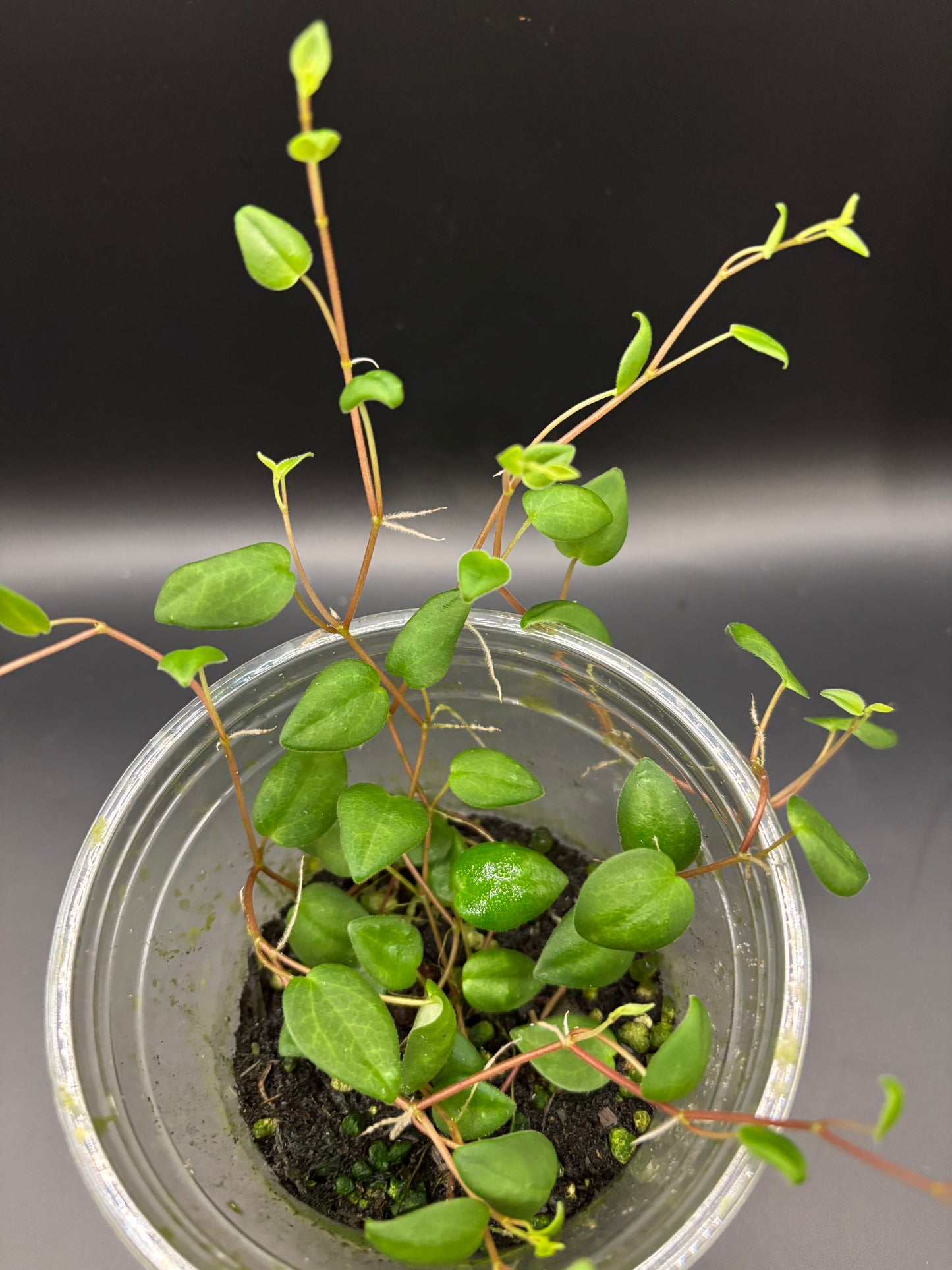 Peperomia sp