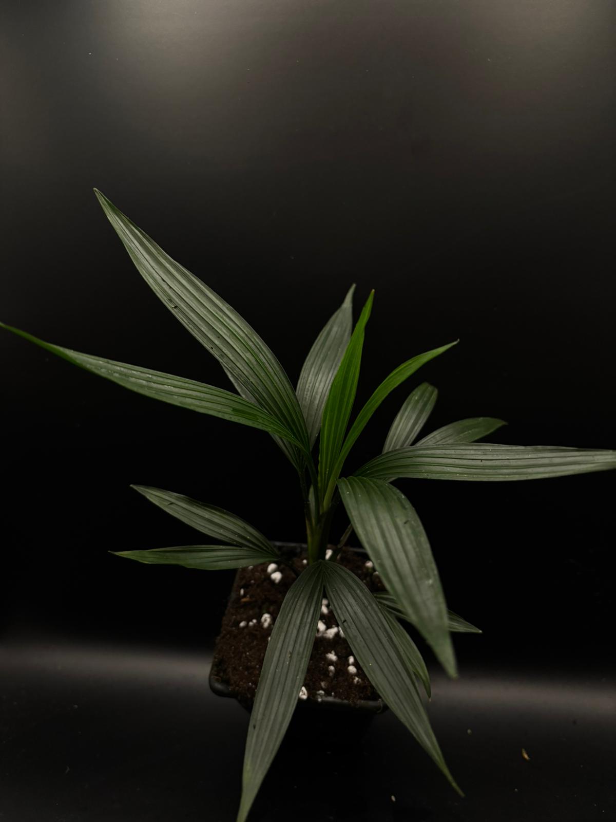 Dicranopygium stenophyllum
