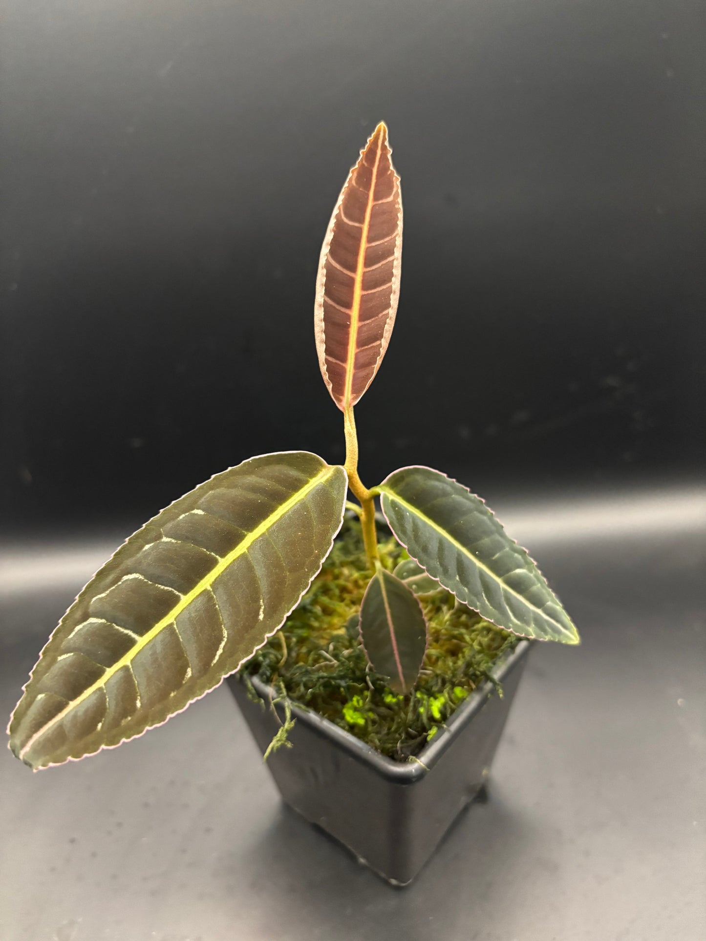 Labisia Sp. pink