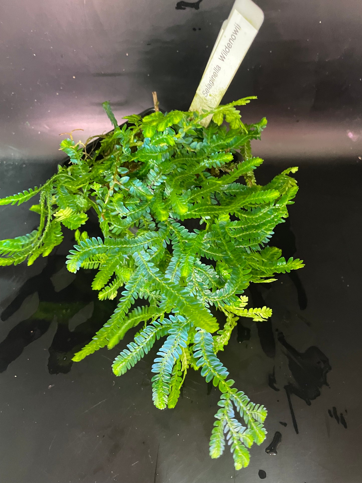 Selaginella Willdenowii