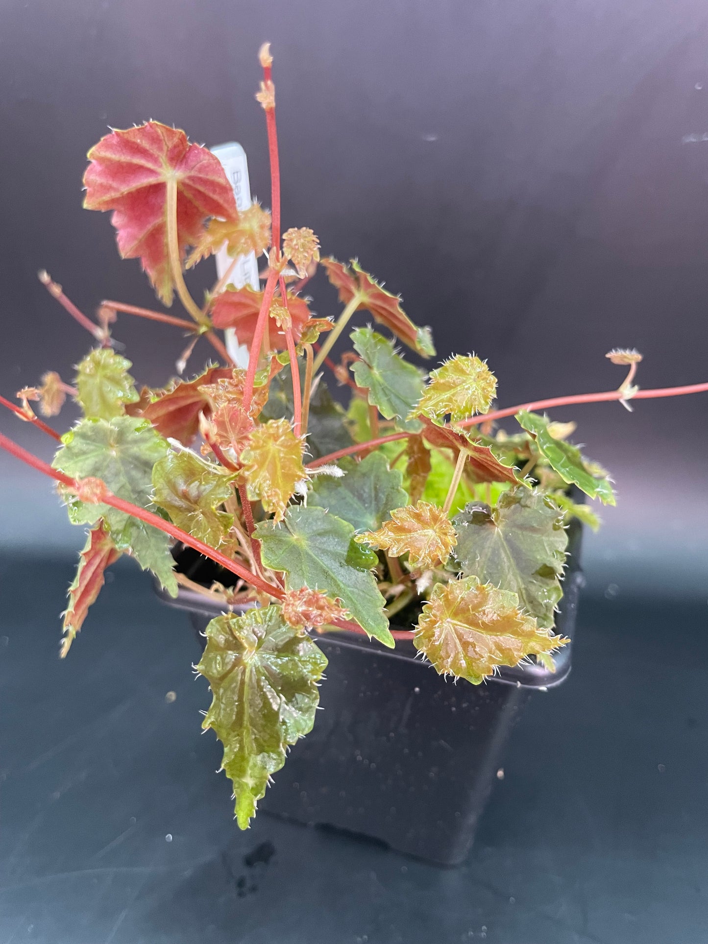 Begonia Lita