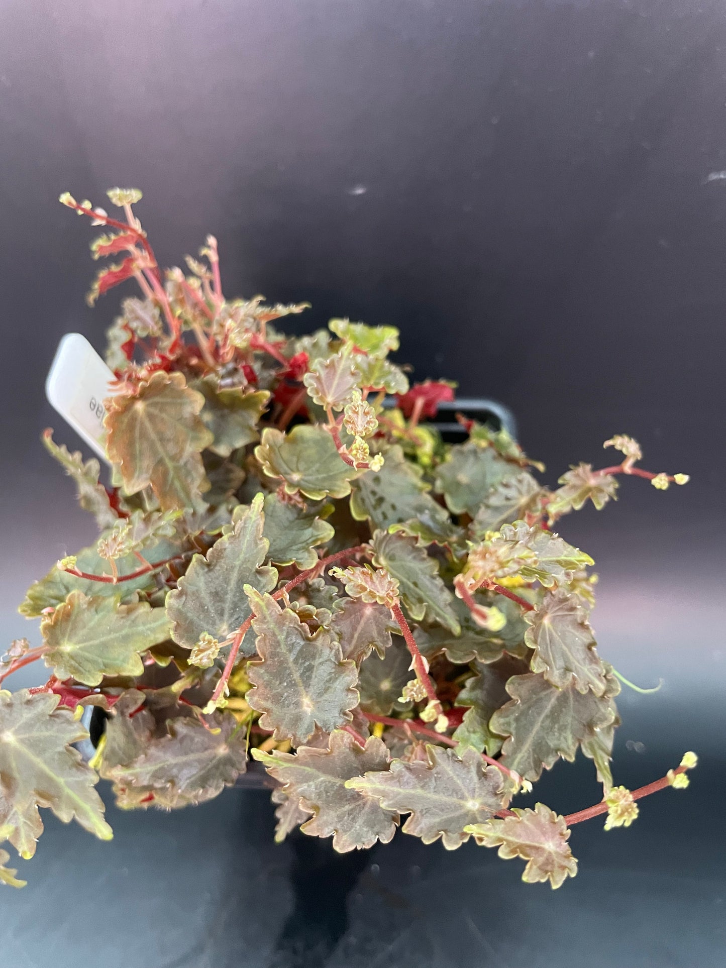 Begonia Maurandiae