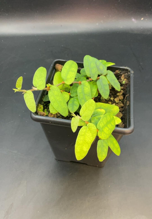 Ficus Sp. Borneo