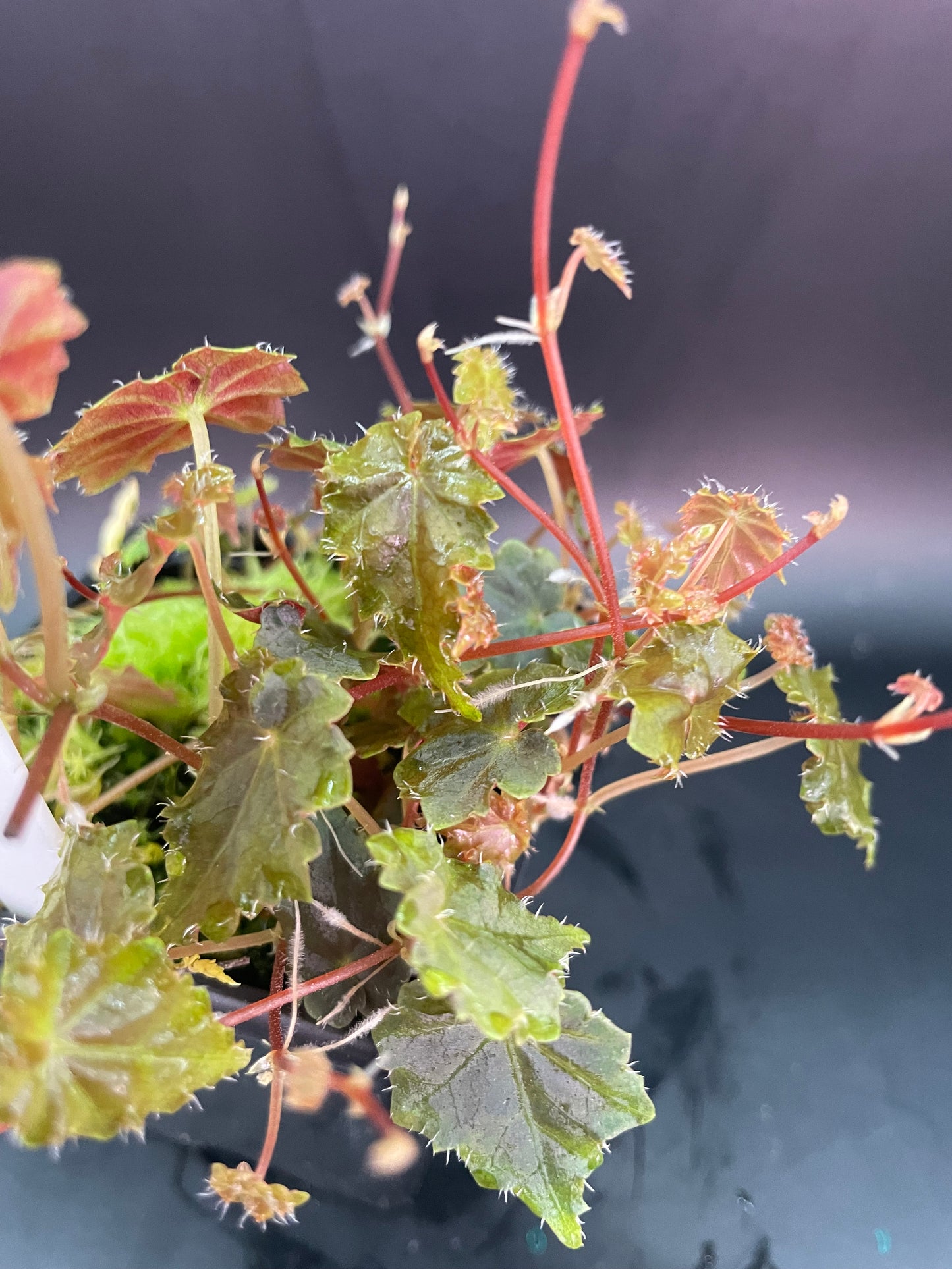 Begonia Lita