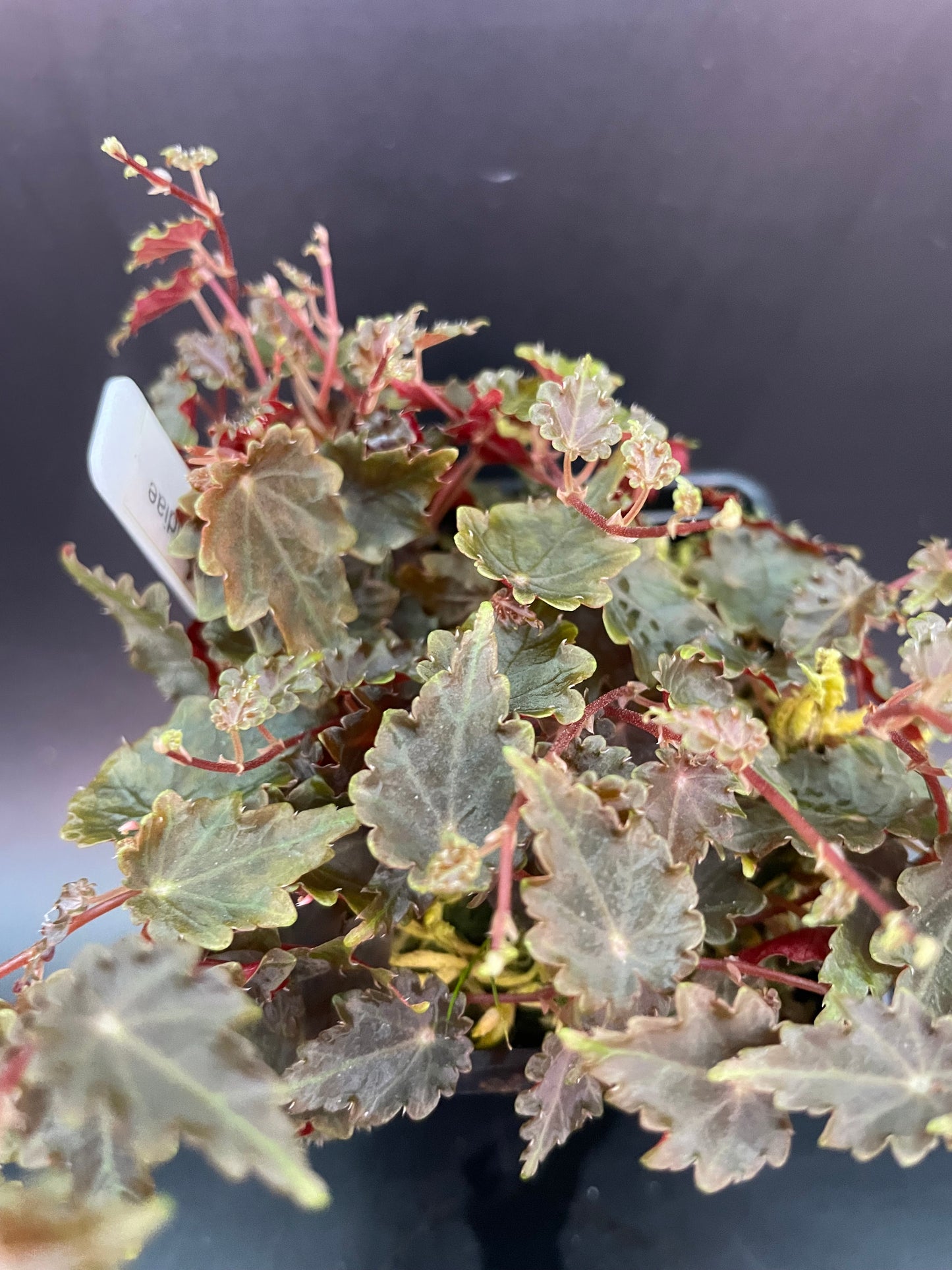 Begonia Maurandiae