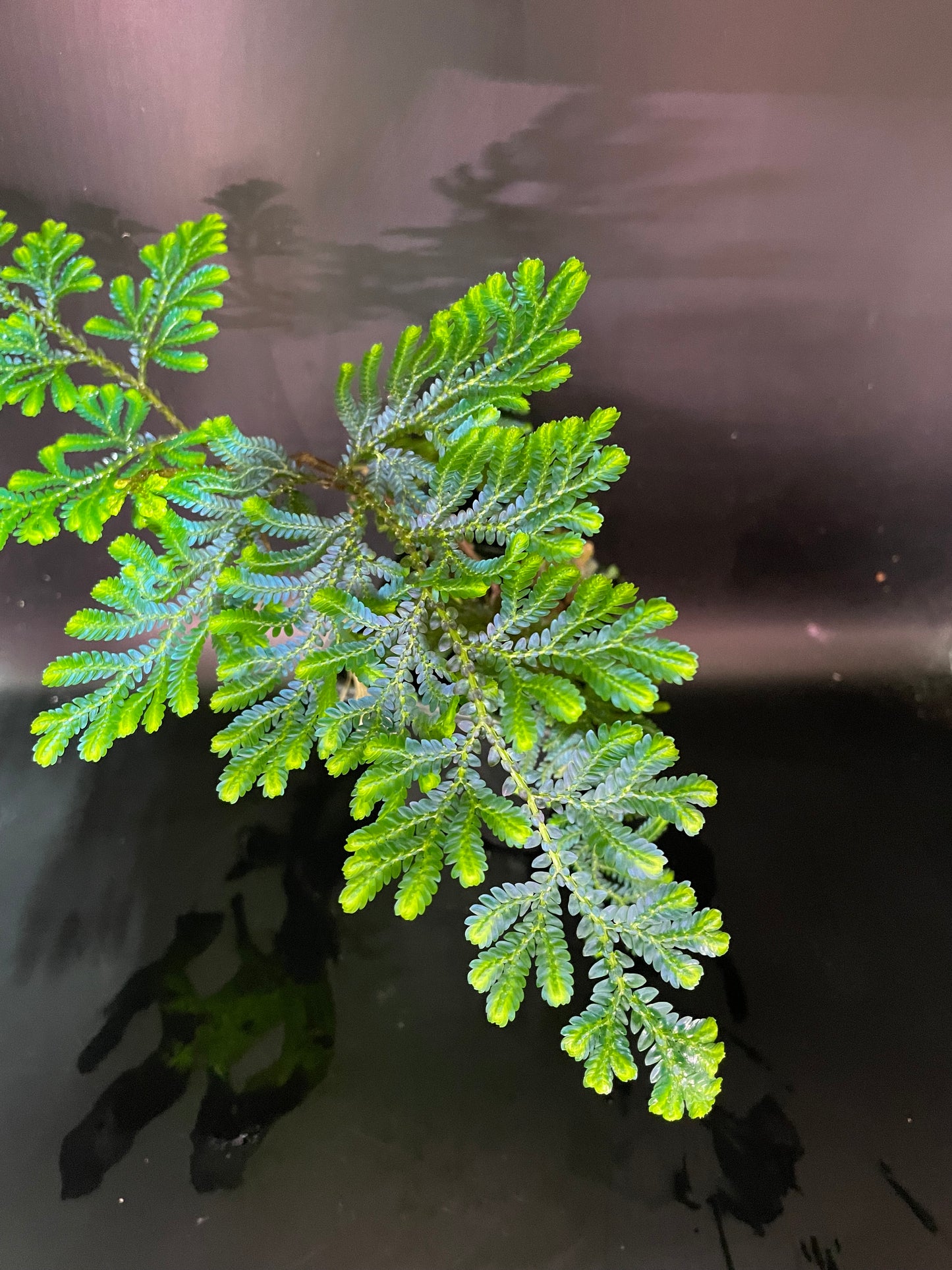 Selaginella Willdenowii