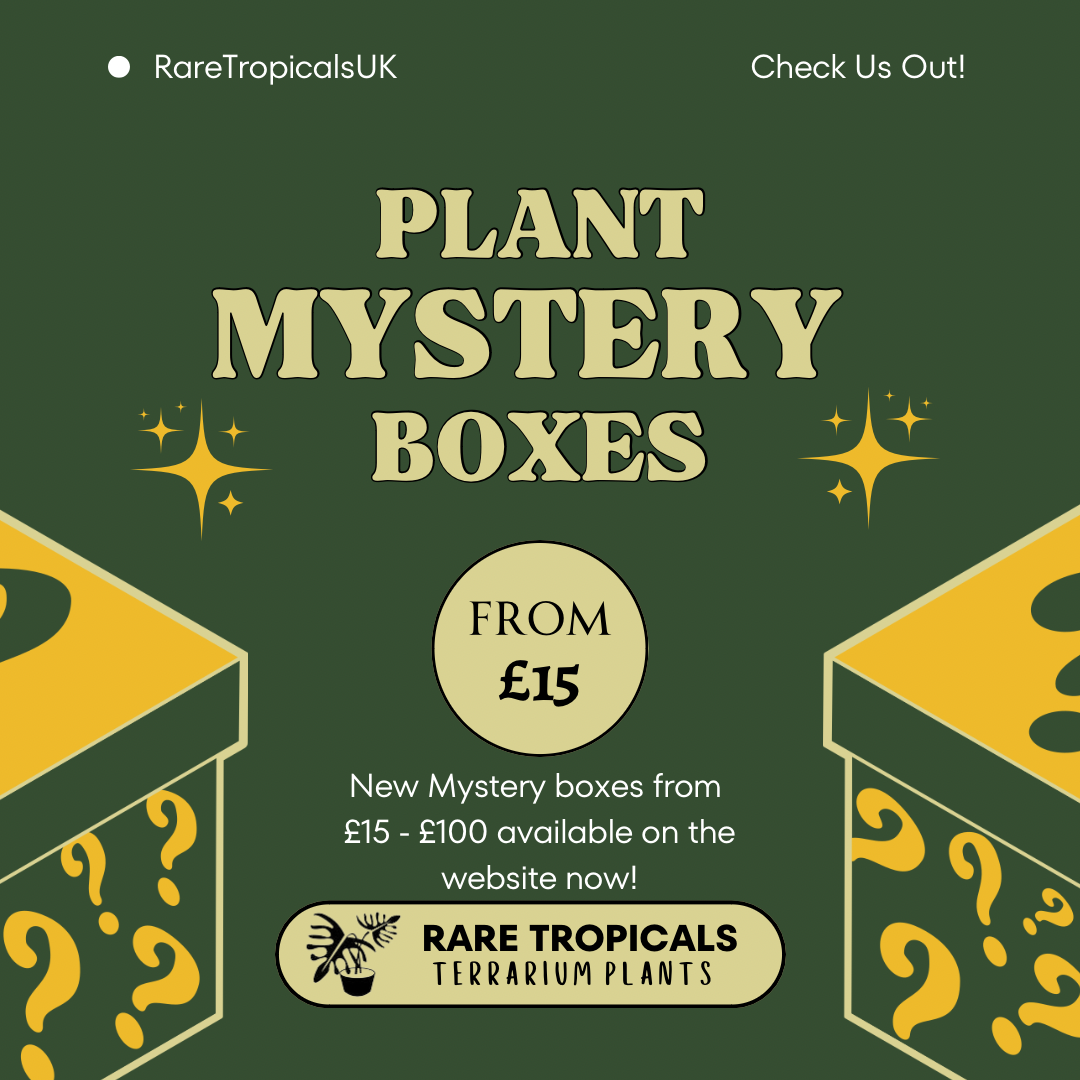 Terrarium Plant Mystery Box