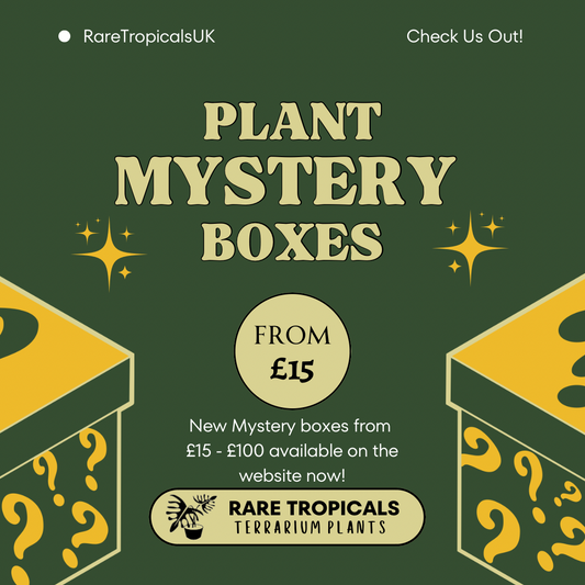 Terrarium Plant Mystery Box