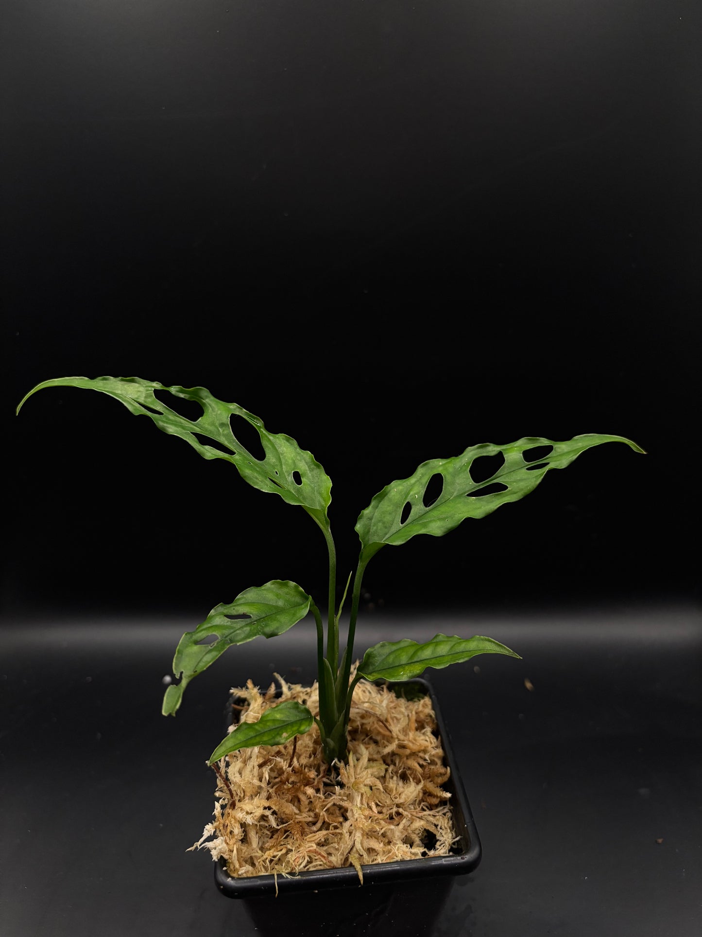 Monstera obliqua 'Peru'