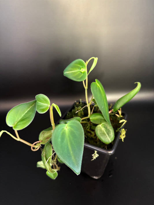 Peperomia Eburnea