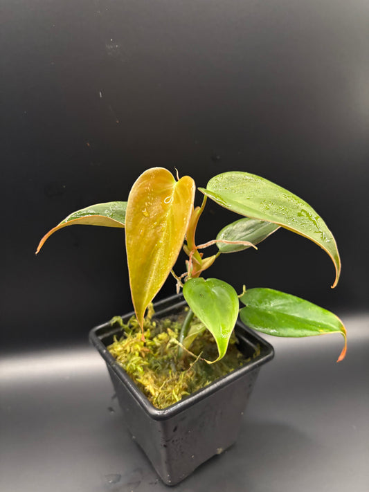 Philodendron peach