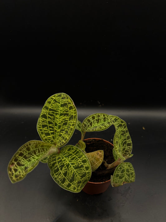 Macodes Petola (Jewel orchid)