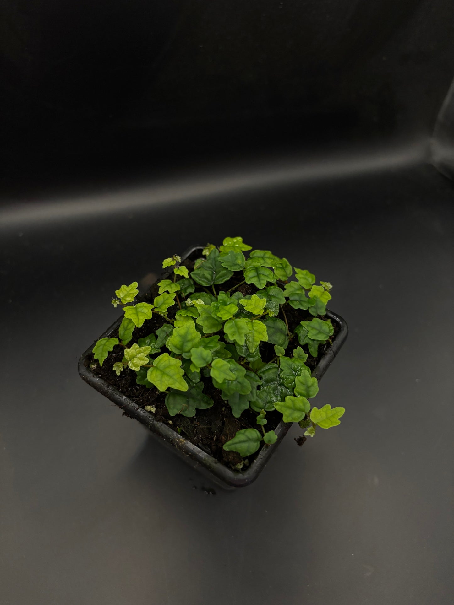 Ficus quercifolia (Oak Leaf Ficus)