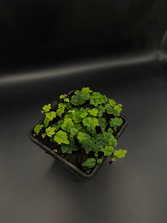 Ficus quercifolia (Oak Leaf Ficus)