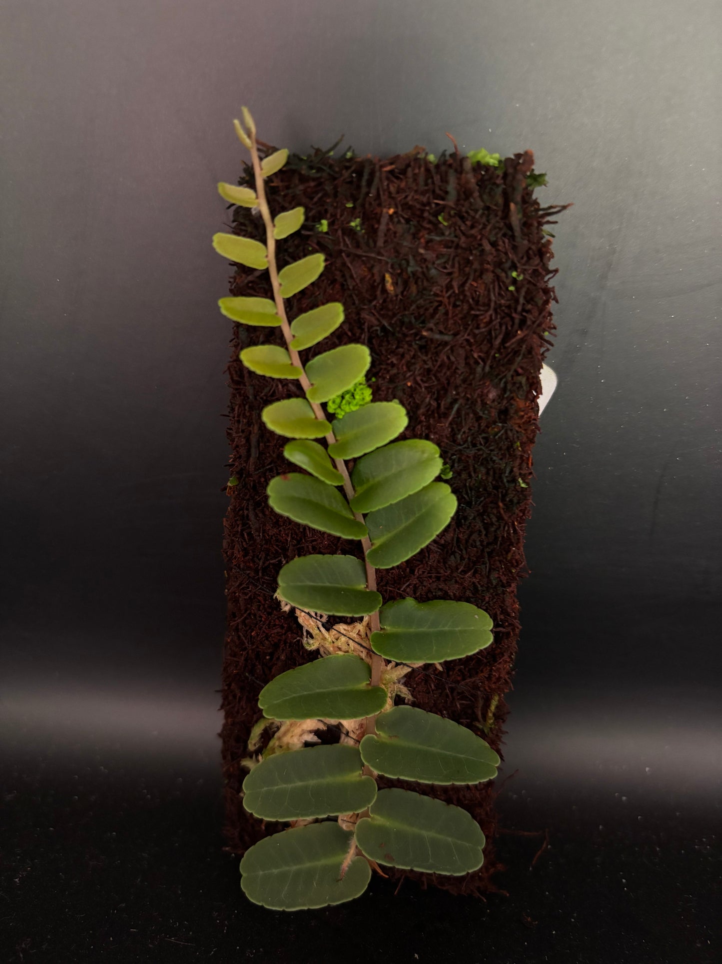 Marcgravia Narrow Leaves