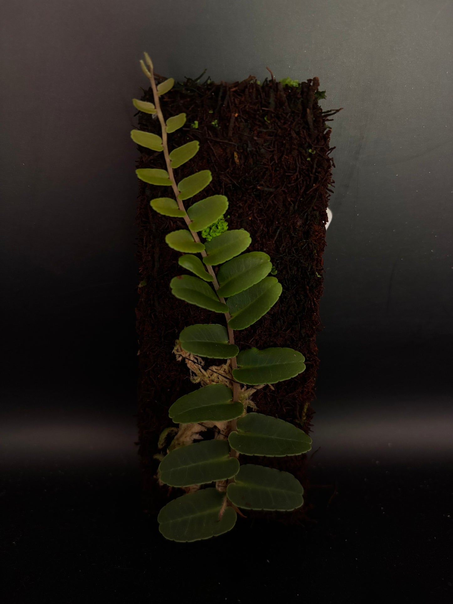 Marcgravia Narrow Leaves