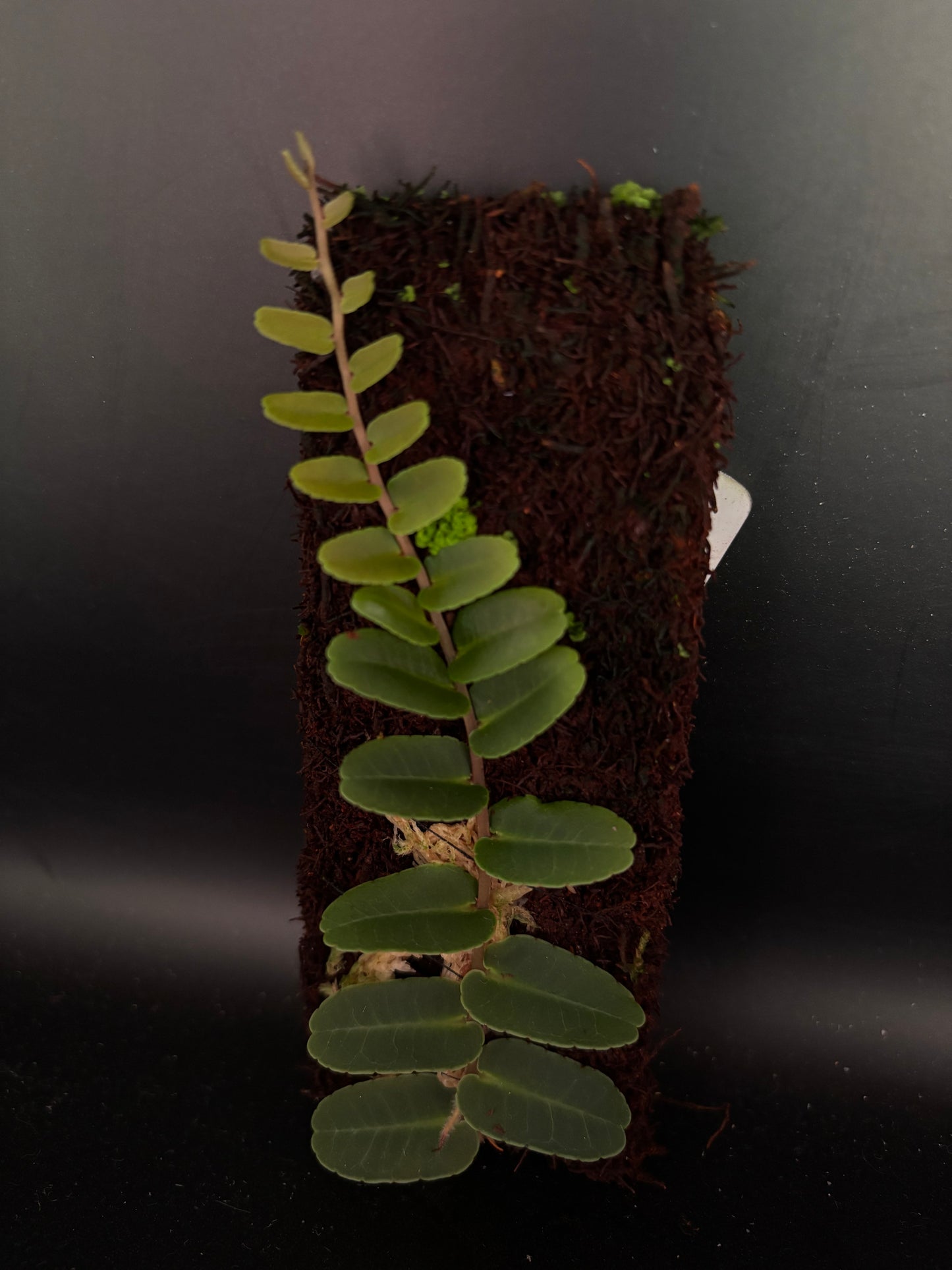 Marcgravia Narrow Leaves