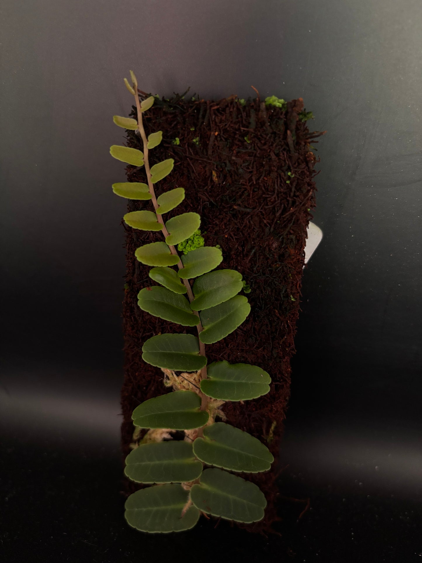 Marcgravia Narrow Leaves