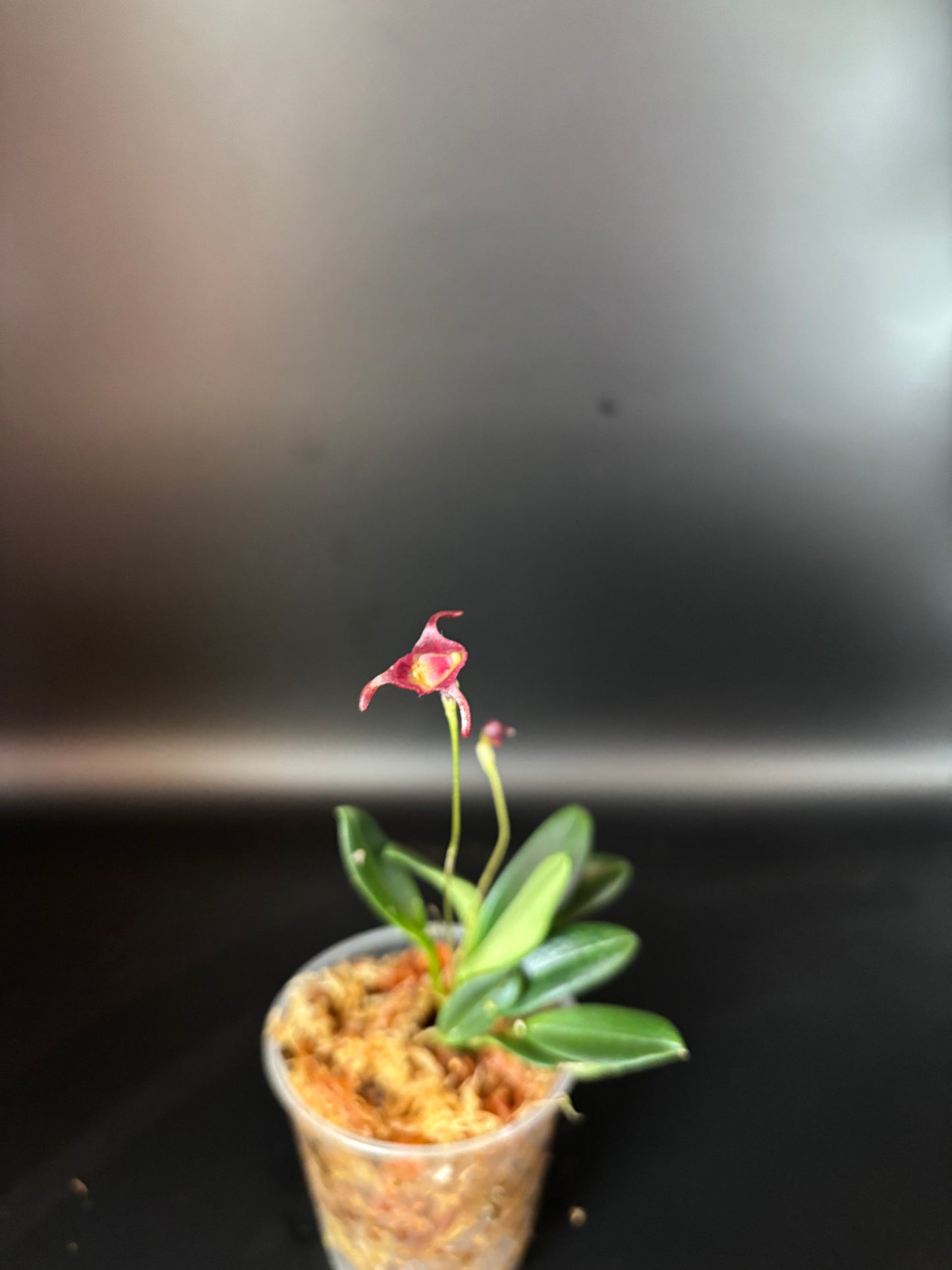 Porroglossum Porphyreum (mixture orchid)