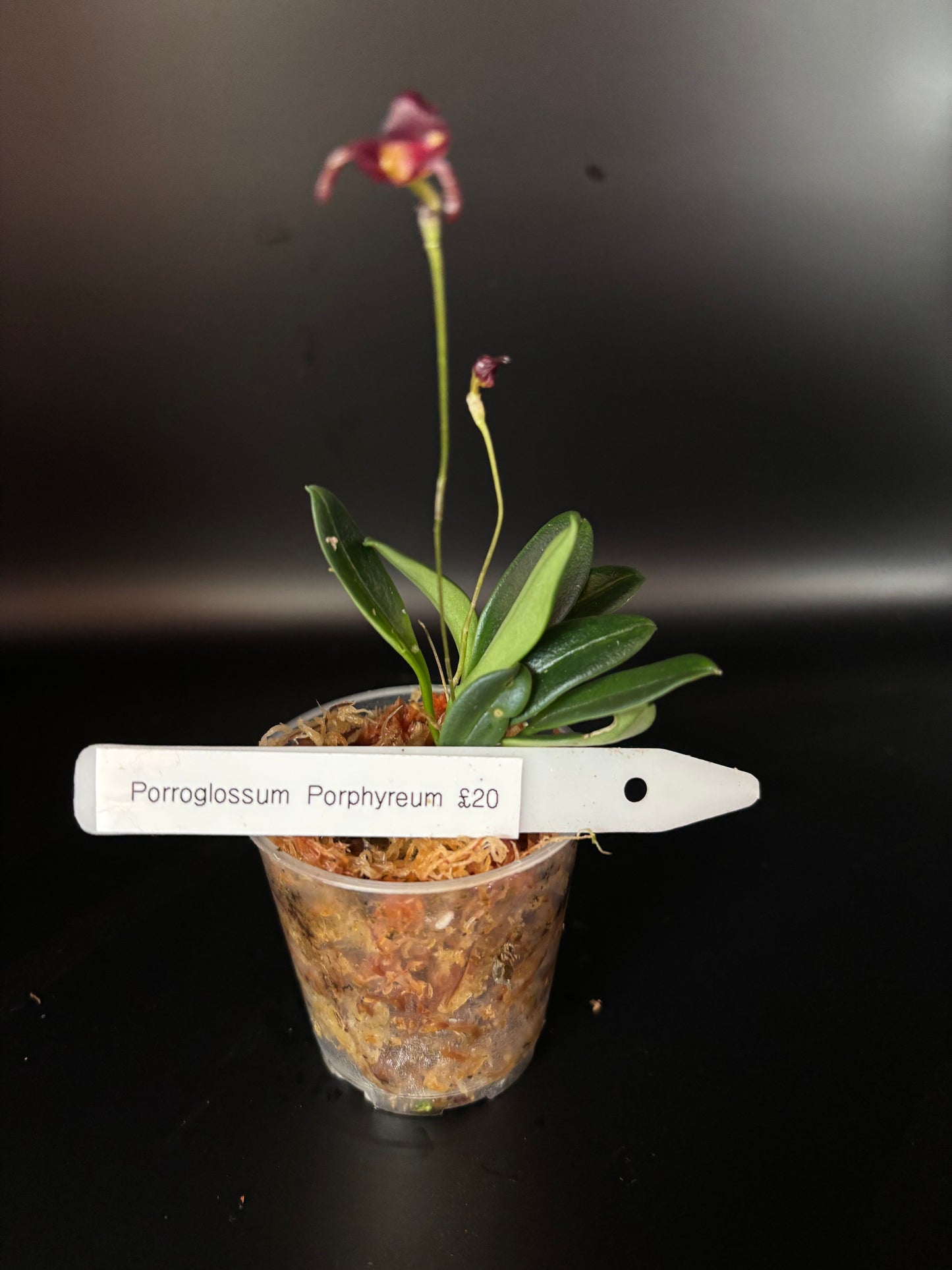 Porroglossum Porphyreum (mixture orchid)